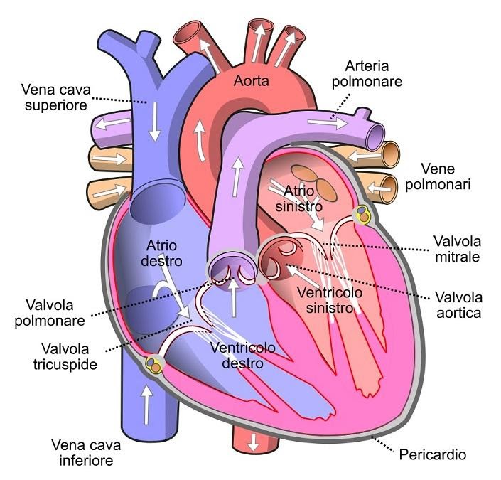 Cosa si trova a sinistra e a destra del corpo umano?